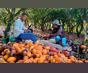 Com apoio do Plano Safra, cooperado da Cresol fortalece a produção de cacau na Bahia