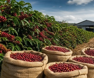 Sicredi, Sicoob e Cresol reúnem 35% dos recursos do Funcafé 2026/2027